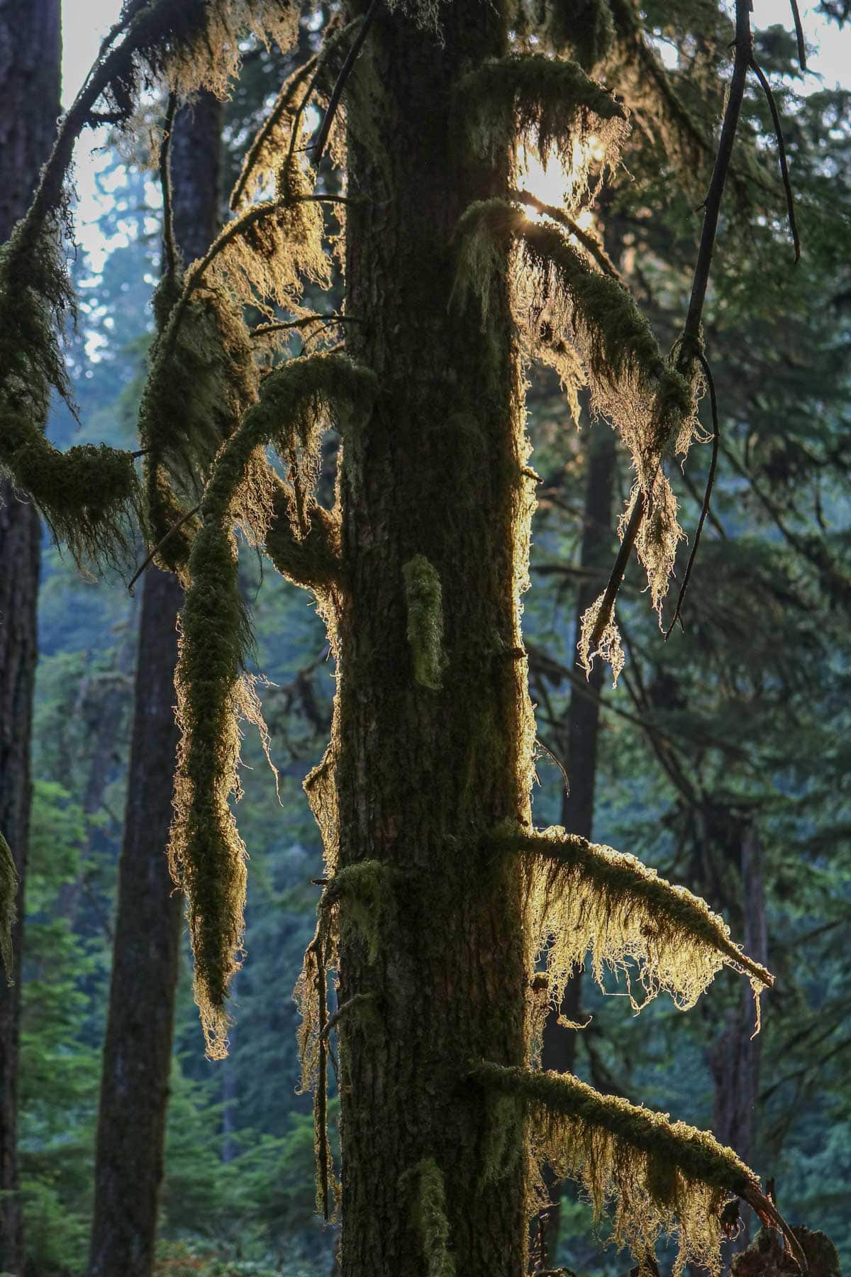 Mossy tree in Bogachiel Rain Forest, Olympic National Park, Washington