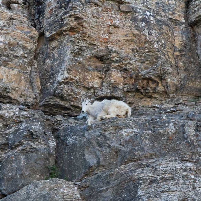 Mountain goats at Logan Pass in Glacier National Park, Montana