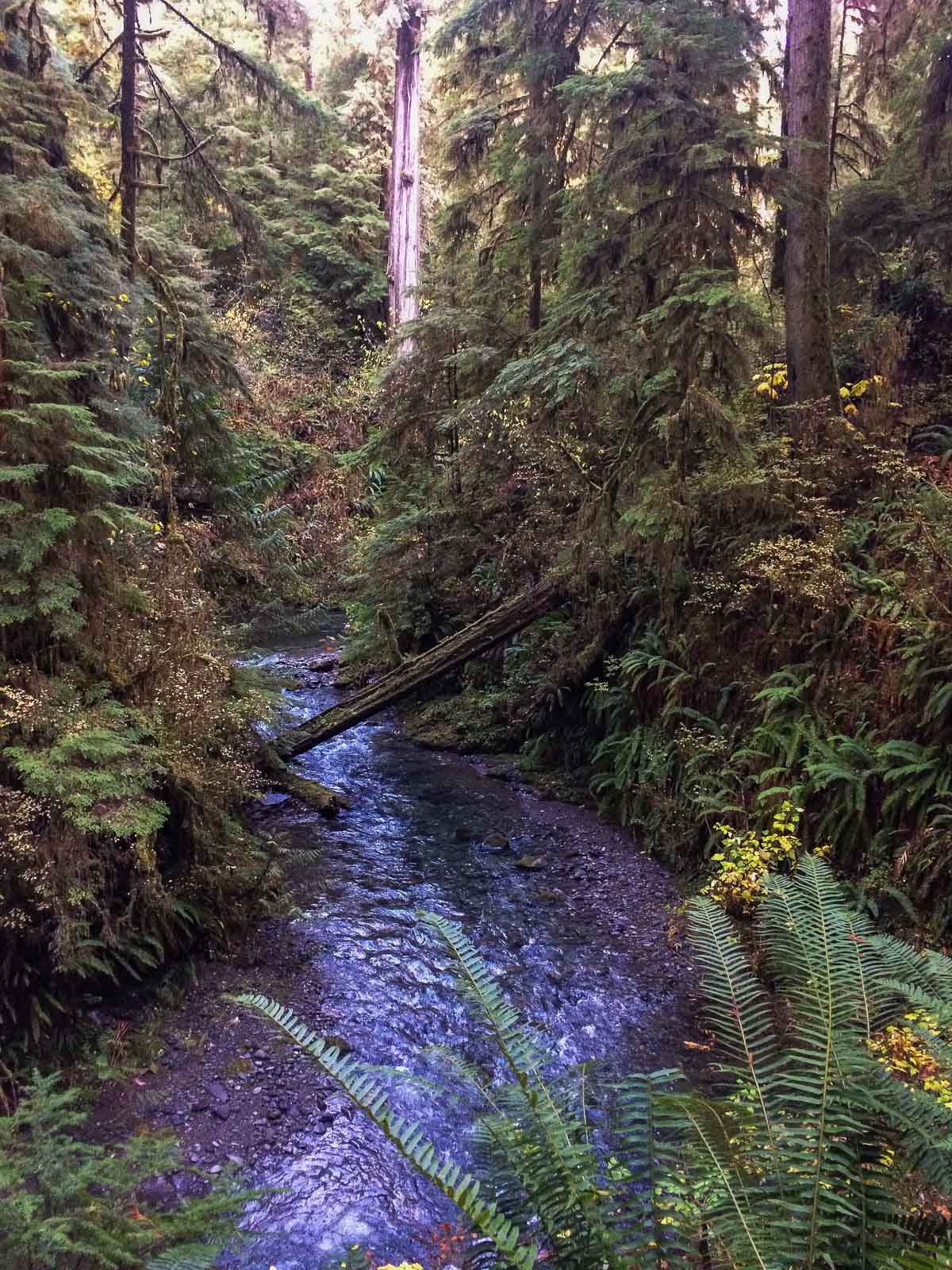 Quinault Rain Forest scenery in Olympic National Forest, Washington