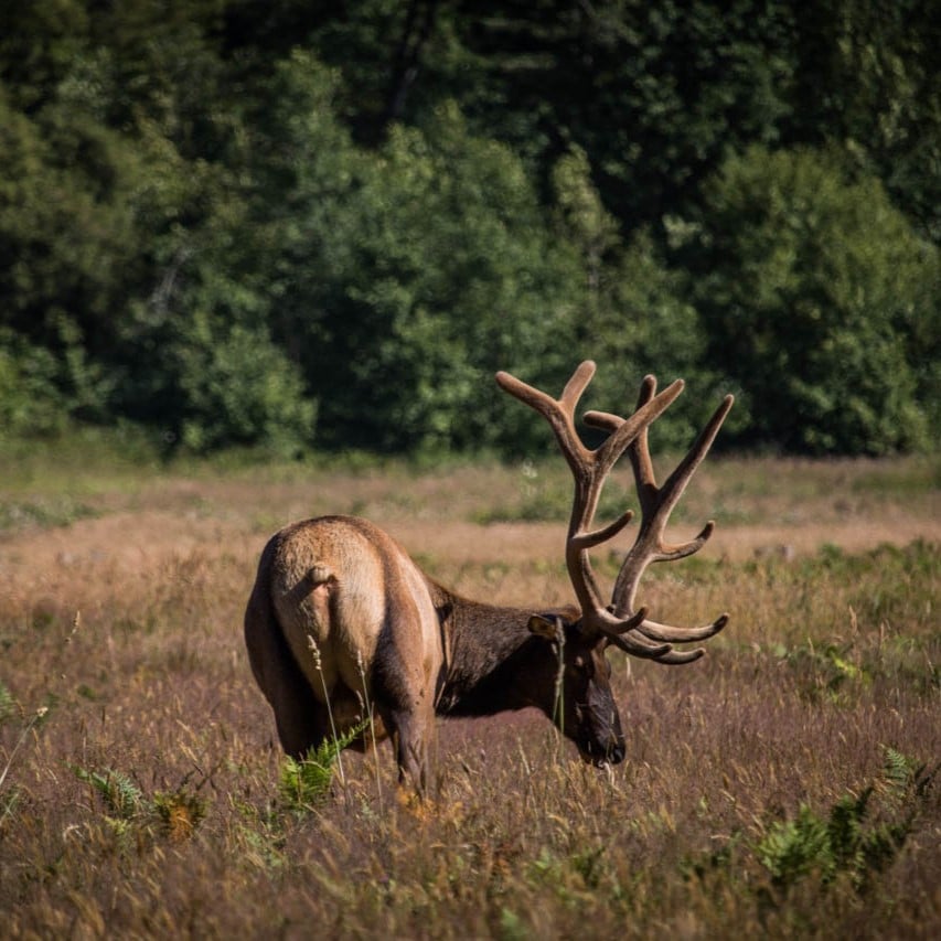 Roosevelt Elk at Elk Prairie, Prairie Creek Redwoods State Park, California