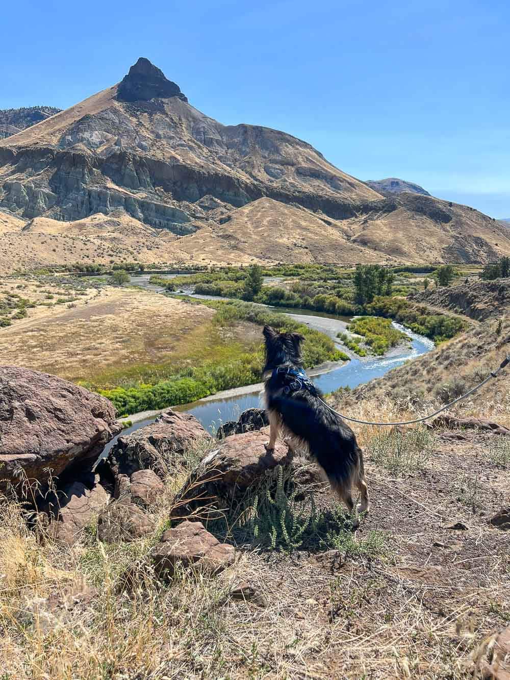 Dog on the Sheep Rock Overlook Trail at Sheep Rock Unit, John Day Fossil Beds National Monument