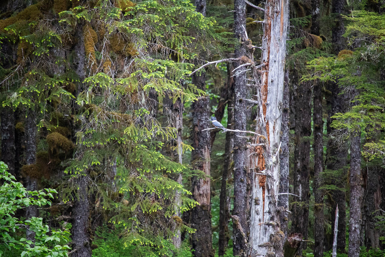 Belted kingfisher at Blackwater Pond, Forest Trail in Glacier Bay National Park