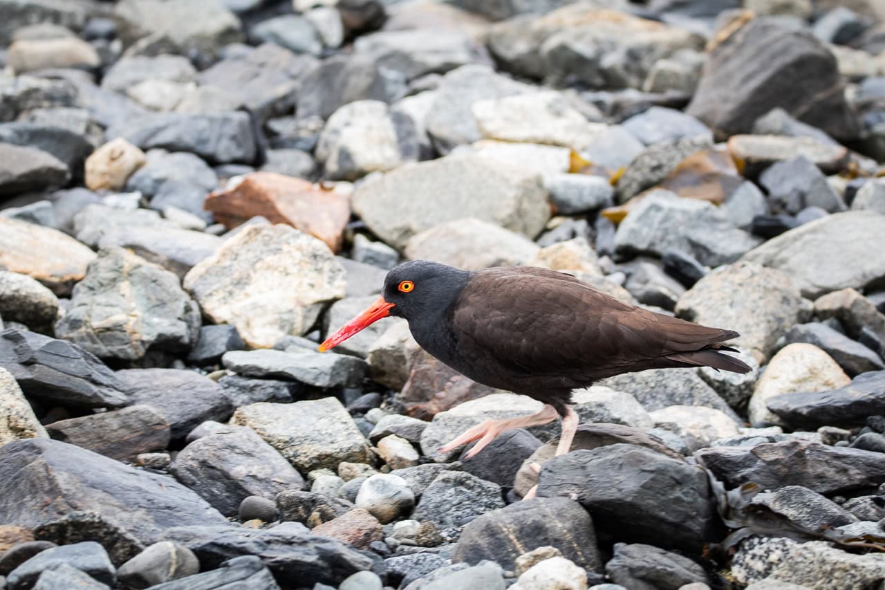Black oystercatcher on the beach in Bartlett Cove, Glacier Bay National Park