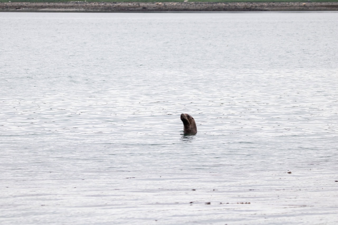 Harbor seal in Bartlett Cove, Glacier Bay National Park, Alaska