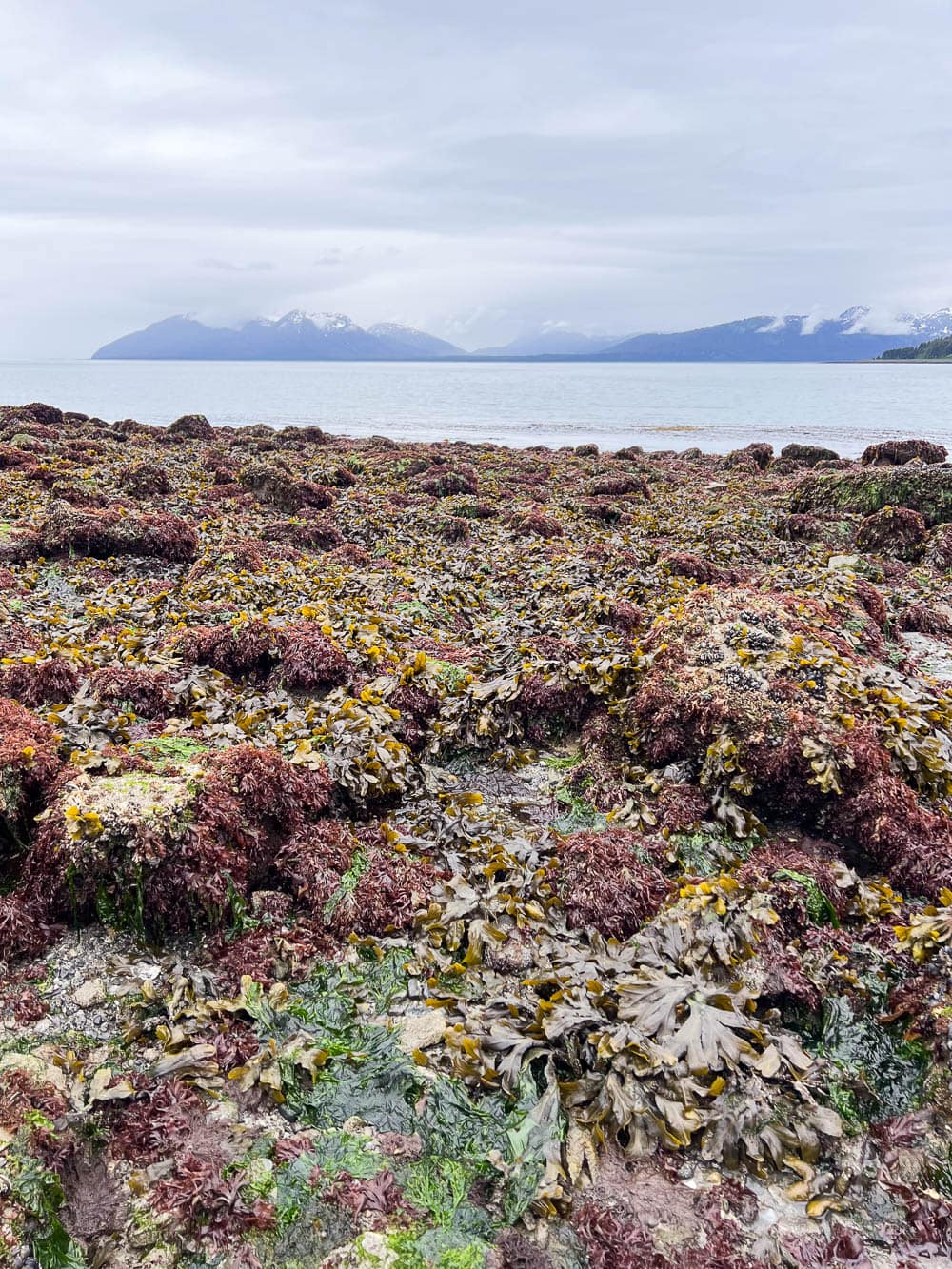 Low tide at the intertidal zone in Bartlett Cove, Glacier Bay National Park, Alaska