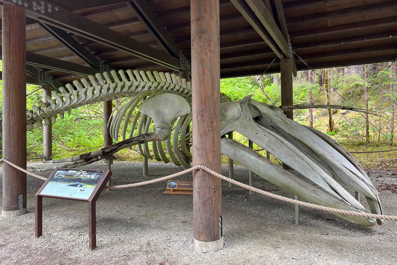 Skeleton of humpback whale Snow on the Tlingit Trail in Glacier Bay National Park