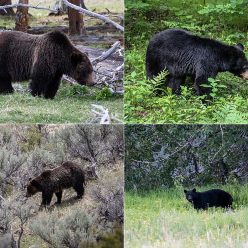 Difference between black bears and grizzly bears