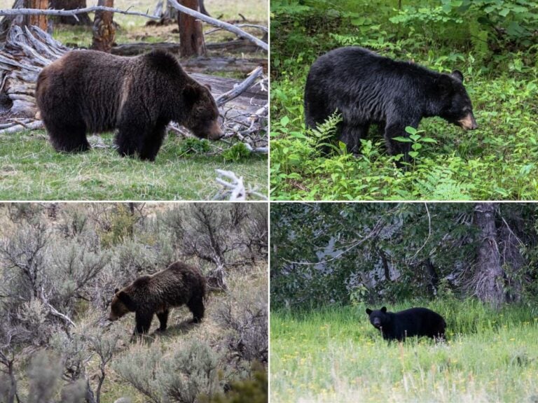 Difference between black bears and grizzly bears